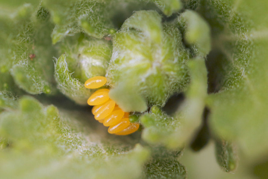 Hippodamia variegata - ciclo vitale